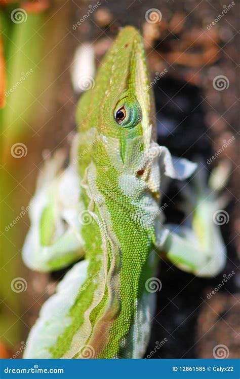 Lizard Shedding Skin Royalty Free Stock Photo Image 12861585