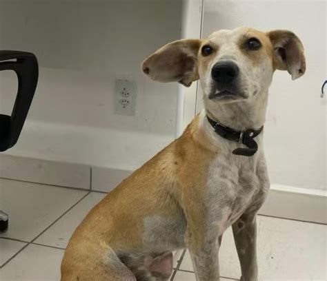 Cachorro jogado de ponte pela própria tutora caiu de aproximadamente 12