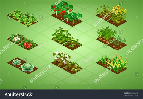 Set Isometric Vegetables Two Stages Growth Stock Vector (Royalty Free ...