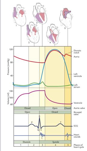 OSSF Exam 4 Cardiac Pump Flashcards Quizlet