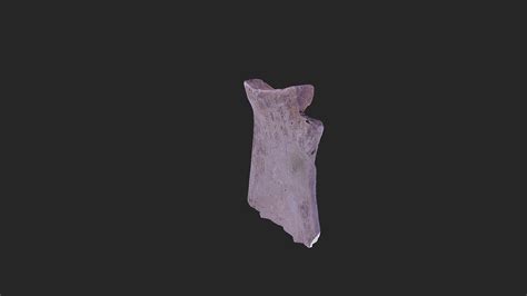 Cambridge Ul Oracle Bone 3d Model By Professor Dominic Powlesland