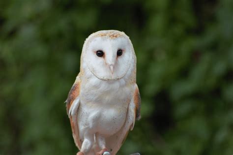 Oiseau Zoo Perroquet Photo Gratuite Sur Pixabay Pixabay