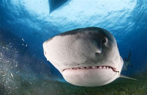 Photographer Gets Up Close And Personal With A Sharks Mouth Pics