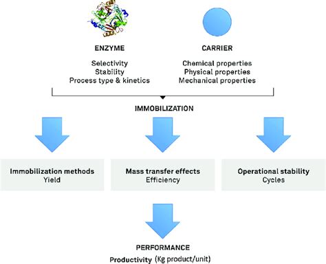 Factors Affecting Enzyme Immobilization Download Scientific Diagram