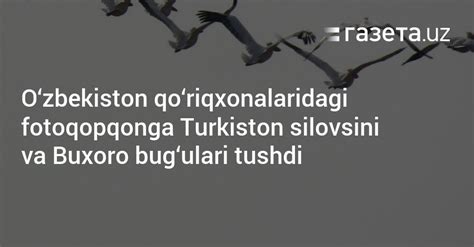 O‘zbekiston Qo‘riqxonalaridagi Fotoqopqonga Turkiston Silovsini Va