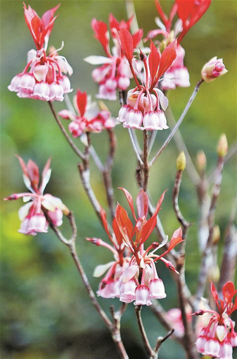 Les Enkianthus Quinqueflorus Du Mont Wutong Sont En Pleine Floraison