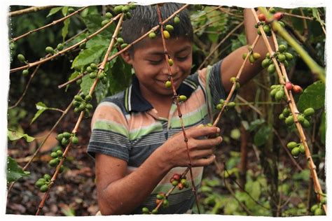 Los niños que trabajan en el campo – Compassion México