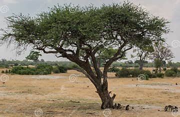 Baobab African Baobab Tree in Zimbabwe South Africa Stock Image - Image ...