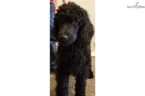 Blue Poodle Standard Puppy For Sale Near Kansas City Missouri