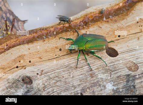 Hidalgo County Texas Green June Beetle Cotinis Nitida On Log Stock