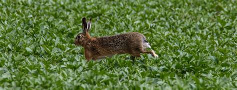 Feldhase – natur-erleben-online