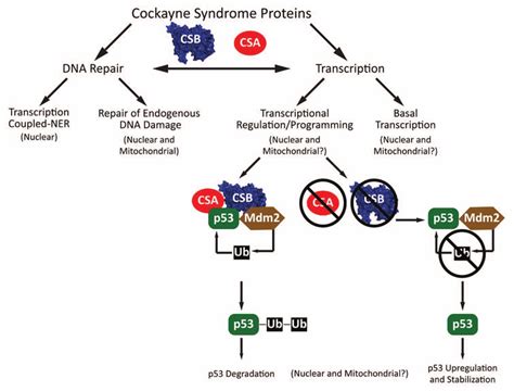 Molecular Roles Of Cs Proteins Csa And Csb Operate In Dna Repair As