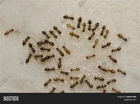 Argentine Ants Image And Photo Free Trial Bigstock