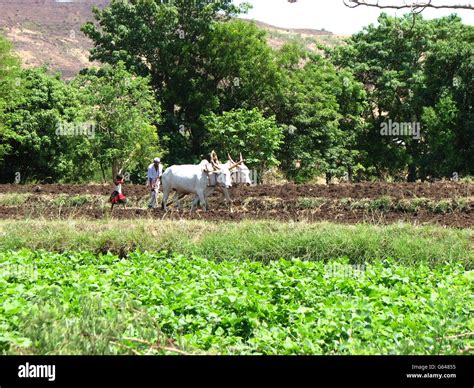 Indian Farmer Ploughing His Field Stock Photo Alamy