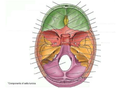 Cranial Vault Diagram Quizlet