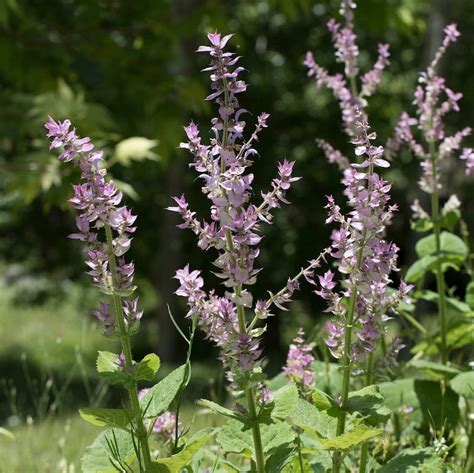 Clary Sage Organic 30 Seeds Clear Eye Eye Bright Etsy