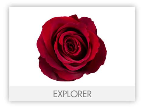 Ecuadorian Roses – The Queen's Flowers