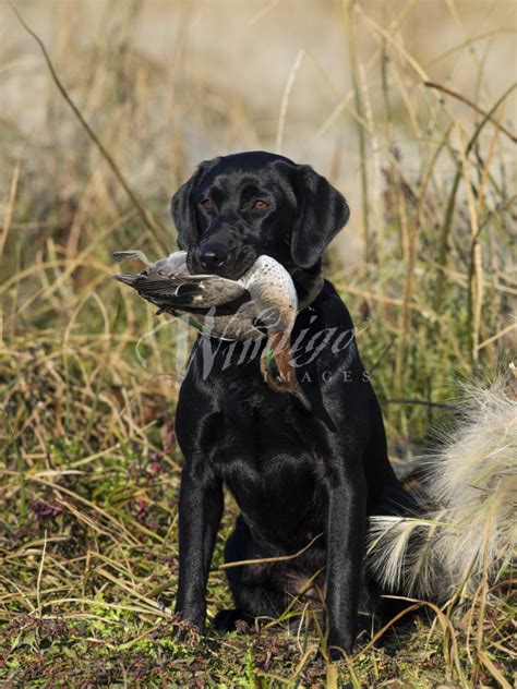 Are Black Labs Good Hunting Dogs