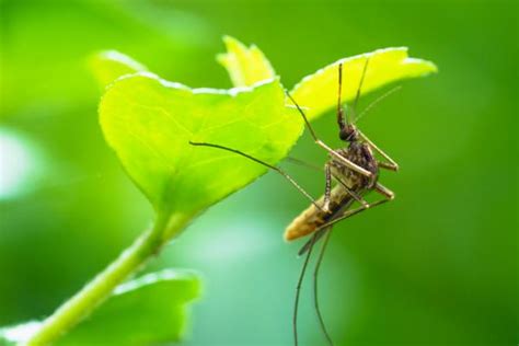 Cómo ELIMINAR los MOSQUITOS en las PLANTAS Remedios y consejos