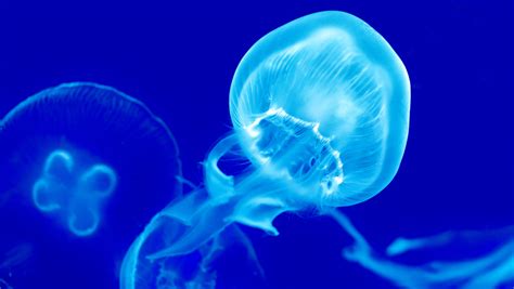 15 Cool Facts About Moon Jellyfish That Will Surprise You