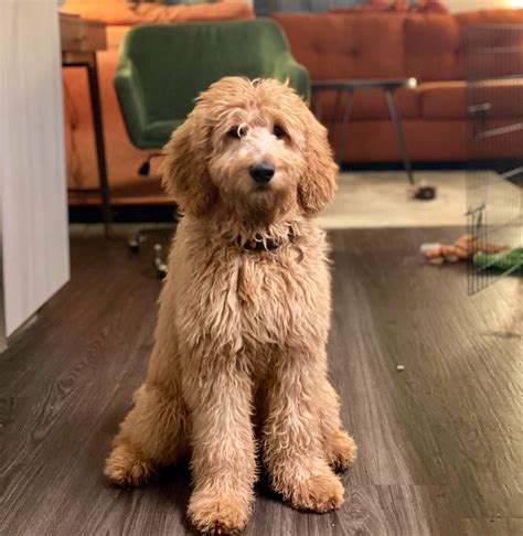 5 Month Old Goldendoodle Healthy Strong And Active Puppy