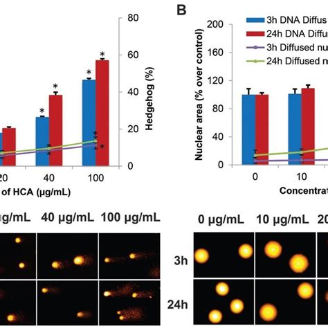 Genotoxicity Analysis In Human Lymphocytes Treated With 0 10 20 40