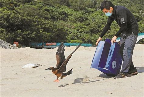 红脚鲣鸟“萌萌”重回蓝天！澎湃号·政务澎湃新闻 The Paper