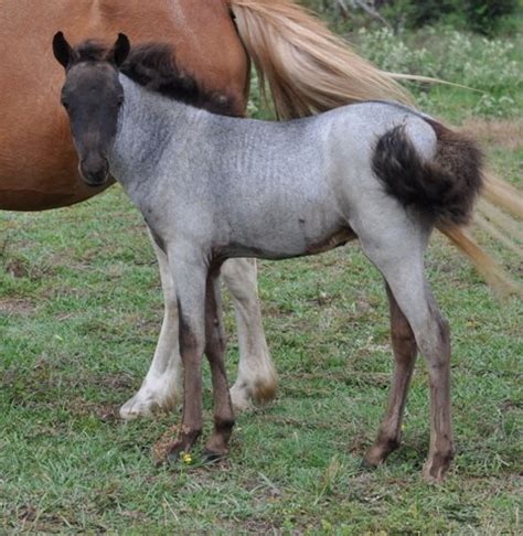 1000+ images about Shetland Ponies on Pinterest | Nothing more, Rain and Album