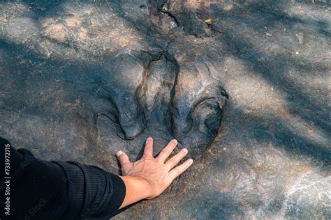 Large Carnivorous Dinosaur Footprints It Was Intricately Carved Into