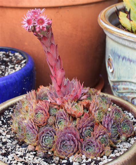 Flowering Sempervivum : r/succulents