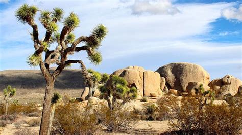 In ‘a Huge Victory,’ California’s Joshua Tree Becomes the First Plant ...