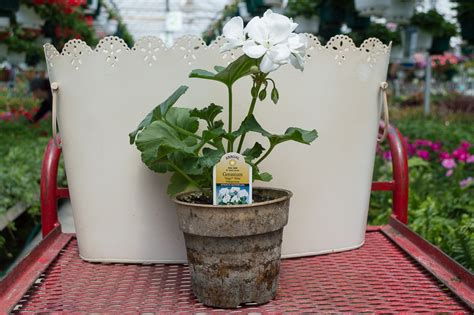 Geranium Tango White Medary Acres