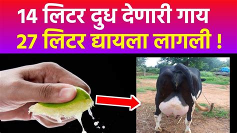 एका लिंबाचा ईतका रिझल्ट गायीचे दूध दुप्पट Cow Buffalo Milk Increase Profitable Dairy Farming