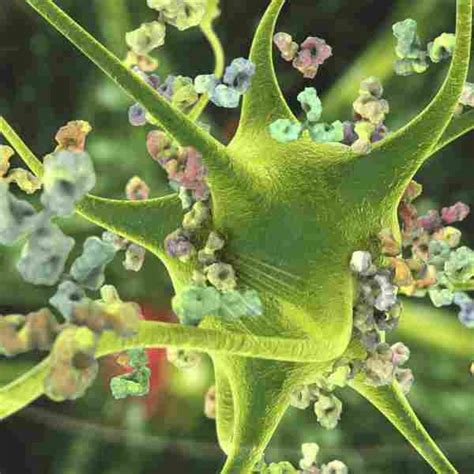 Miller Fisher Syndrome