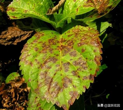 The Brown Spots On The Leaves Of Hydrangea Is It Sunburn Or Disease