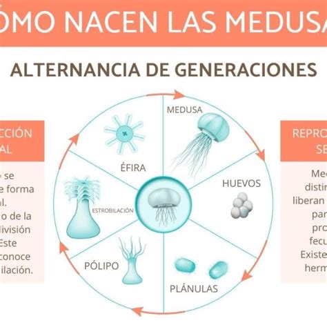 Equinodermos Definici N Caracter Sticas Tipos Y Ejemplos Explorados