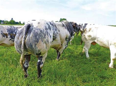 Prendre Le Taureau Par Les Cornes