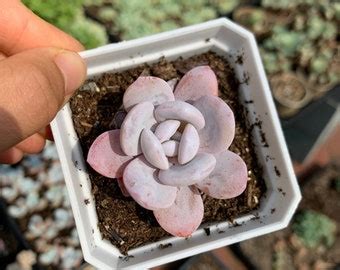 Echeveria Laui 10 Seeds Rare Succulent Pink Succulent Succulent Etsy