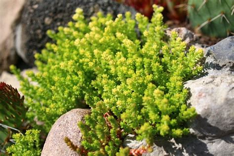 Rozchodnik ostry Yellow Queen Sedum acre żółty Dobczyn Kup teraz