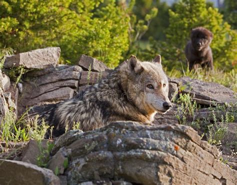 Alpha Female Wolf And Puppy Stock Image Image 27321913