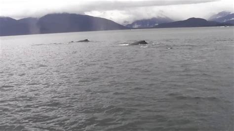 Humpback Whale Bubble Net Feeding Alaska Youtube