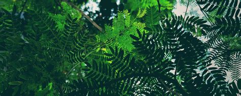 plants4you | Комнатные растения | Добро пожаловать в группу "Plants4you ...