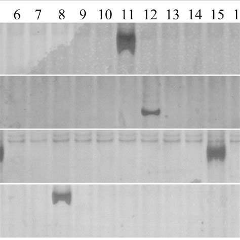 Pcr Amplification For Location Of Rs Specific Marker Sw