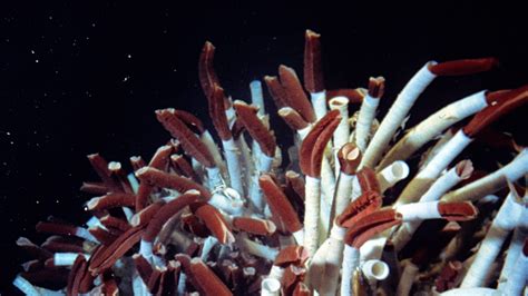 The Discovery Of Hydrothermal Vents Woods Hole Oceanographic Institution