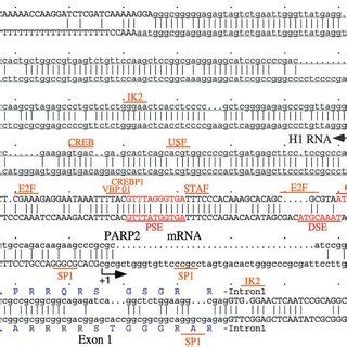 Structure Of The Mouse PARP 2 Gene And Comparison With The Mouse PARP 1