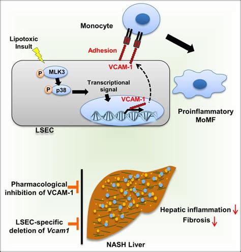 Jci Lipid Induced Endothelial Vascular Cell Adhesion Molecule