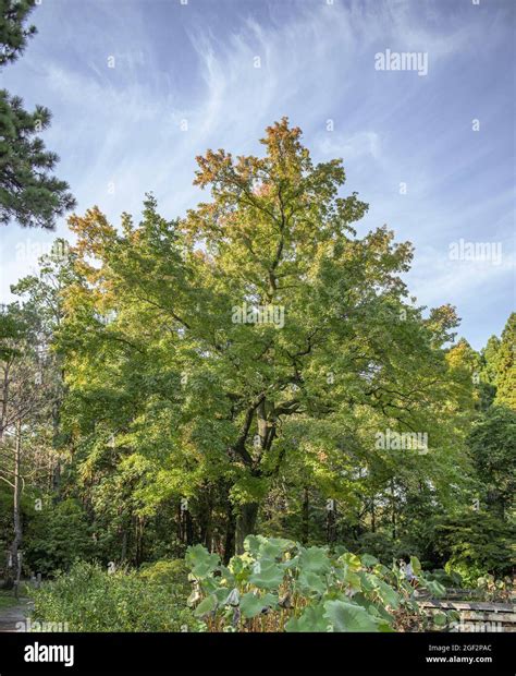 Formosa Sweet Gum Liquidambar Formosana Habit Japan Stock Photo Alamy