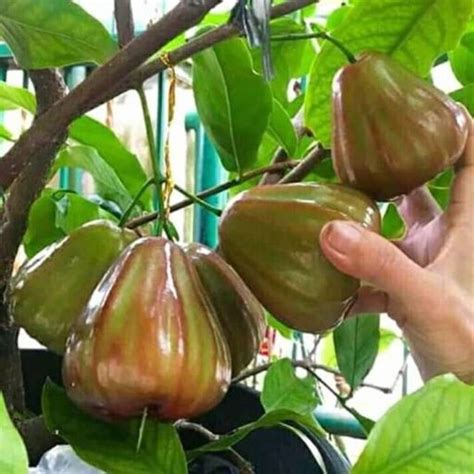 Bibit Jambu Air King Rose Jual Bibit Jambu Air King Rose Asli