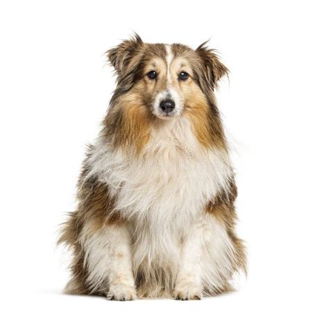 Perro Pastor De Shetland O Sheltie Que Se Sienta Visto Del