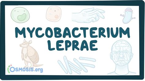 Mycobacterium leprae: Video, Causes, & Meaning | Osmosis